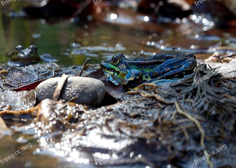 Frogs Mosquitoes Pond Frog Nature