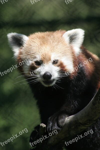 Red Panda Gangtok Zoo Sikkim India Free Photos