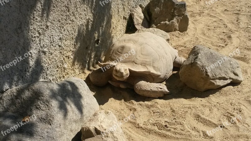 Zoo Deep Turtle Free Photos