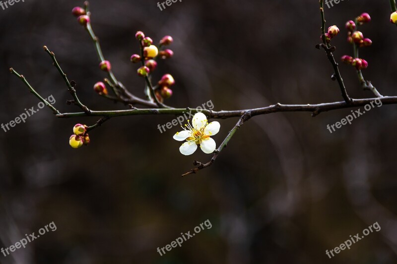 Plum Spring Flowers Republic Of Korea Bright Stately