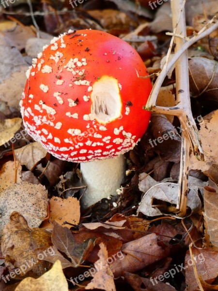 Mushroom Autumn Red-white Around Forest Floor