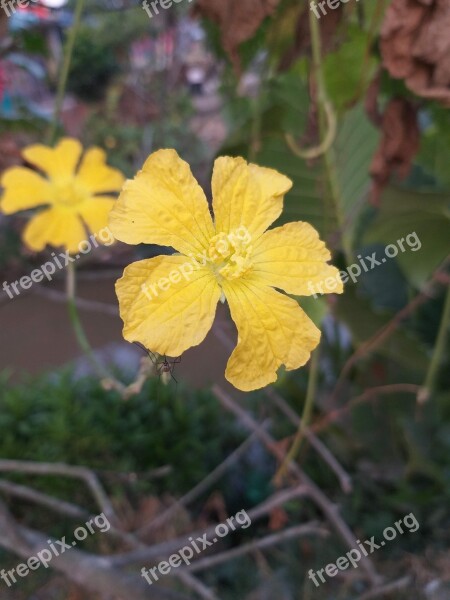 Yellow Flower Mosquito Nature Blossom