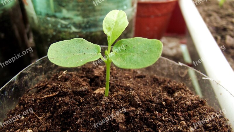 Passion Fruit Seedlings Plant Tropical Free Photos