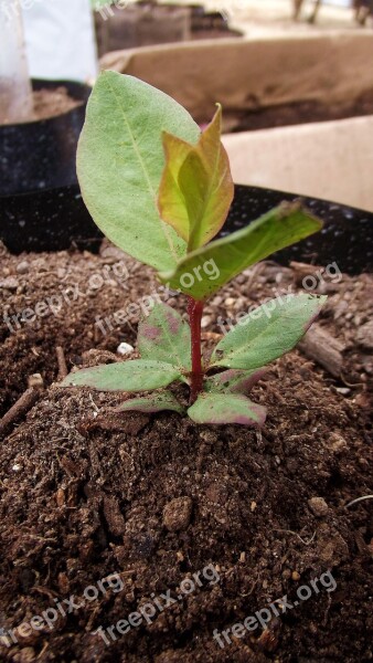 Guayabo Plant Seedlings Guava Free Photos