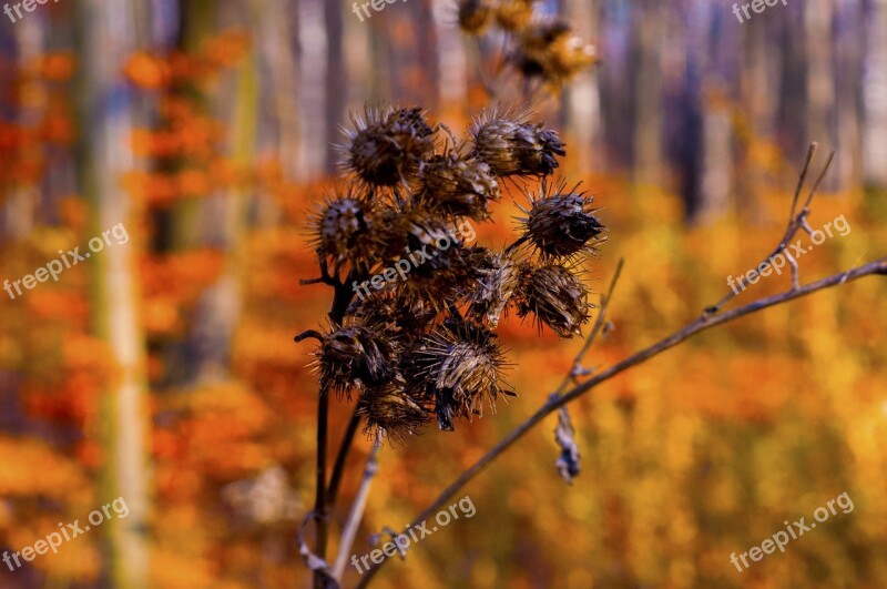 Autumn Velcro Forest Free Photos