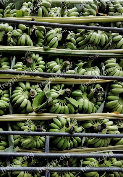 Banana Fruit Array Free Photos