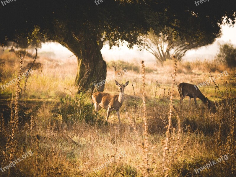 Roe Deer Fog Mood Landscape Deer