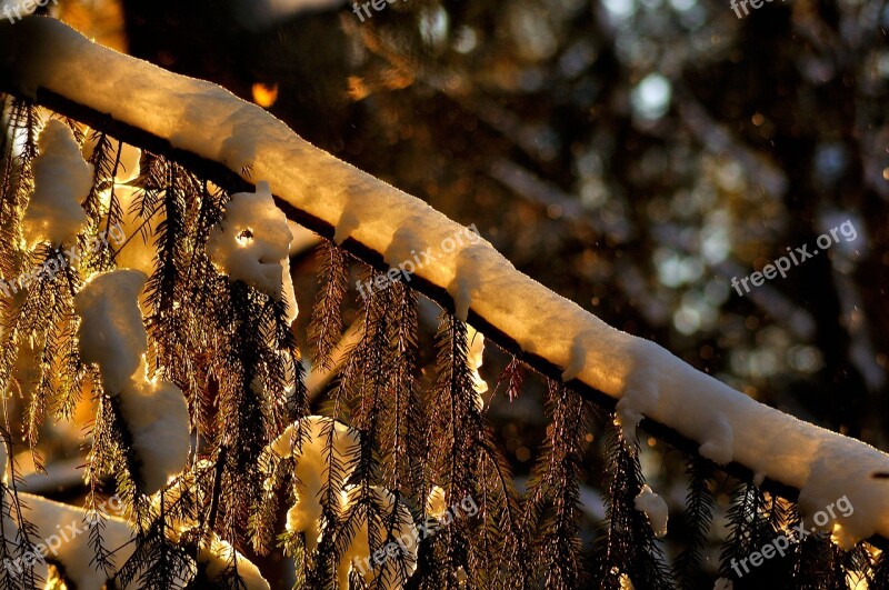 Winter Snow Branch Spruce Sun