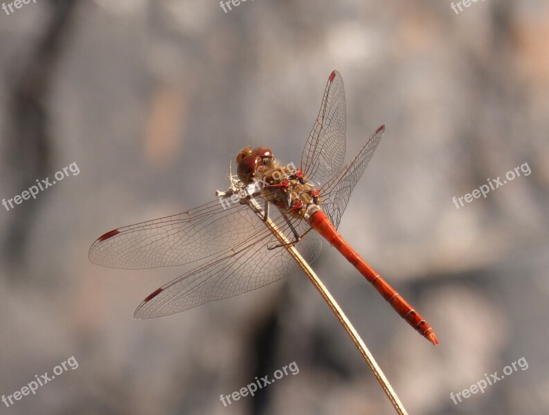 Ibélula Red Dragonfly Branch Detail Winged Insect