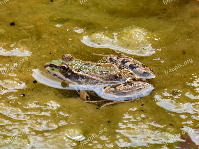 Frog Green Frog Pond Algae Batrachian