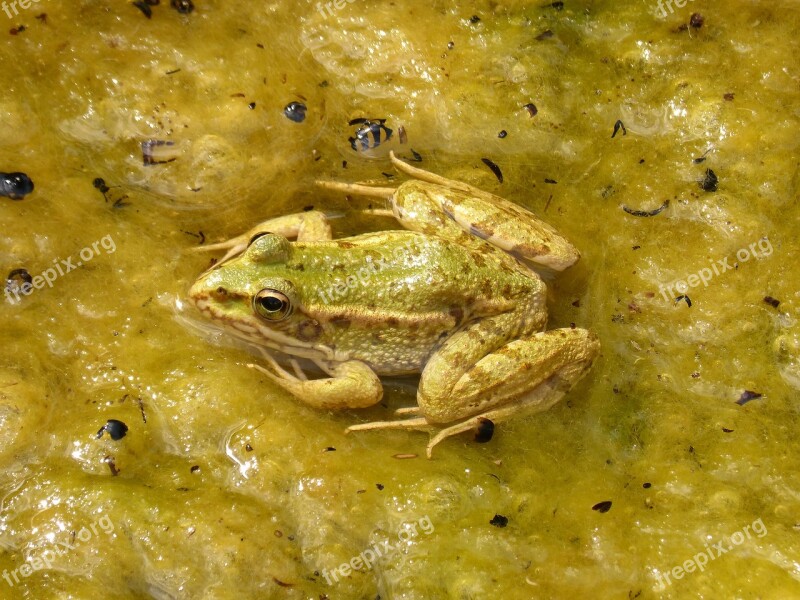 Frog Green Frog Pond Algae Batrachian