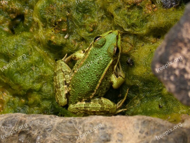 Frog Green Frog Pond Algae Batrachian