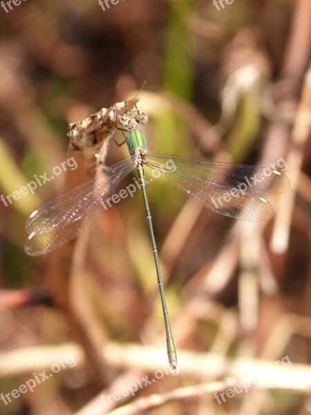 Dragonfly Damselfly Green Dragonfly Flying Insect Branch