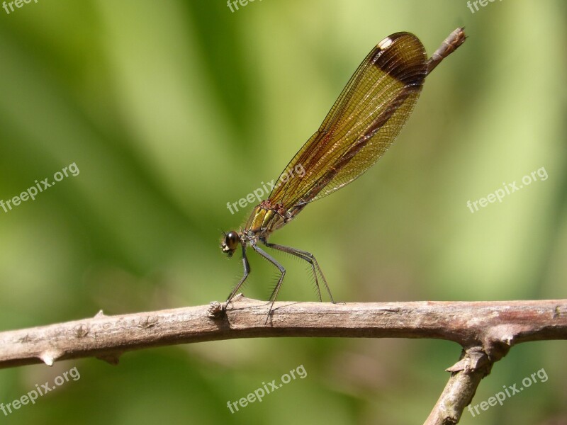 Dragonfly Damselfly Black Dragonfly Calopteryx Haemorrhoidalis Branch