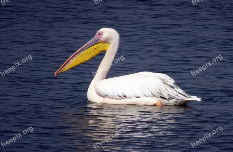 Bird Great White Pelican Pelecanus Onocrotalus Eastern White Pelican Rosy Pelican