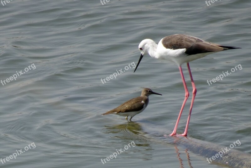 Bird Black-winged Stilt Common Stilt Pied Stilt Himantopus Himantopus