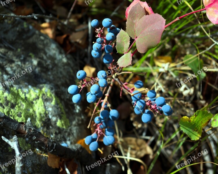 Blue Wild Berries In Tetons Blue Berries Grand Teton