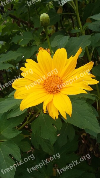 Flower Yellow Flourish Free Photos