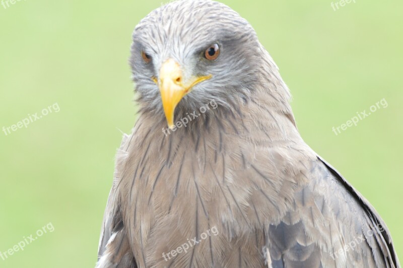 Bird Raptor Kite Animal Prey