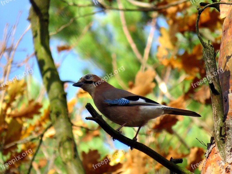 Bird Jay Tree Forest Beak