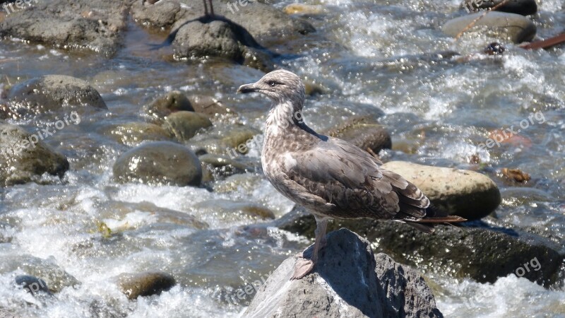 Seagull Stones Water Sea Birds Nature