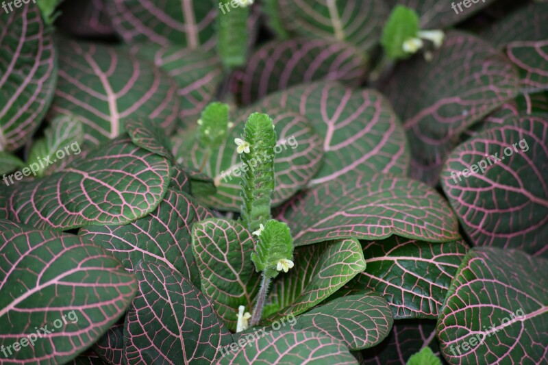 Plant Striped Nice Nature Green