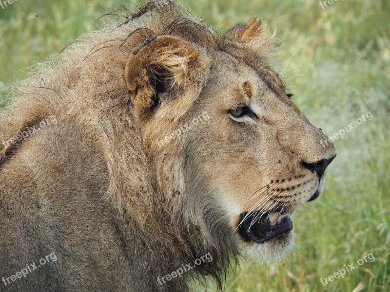 Lion Safari Africa Animal Animal World