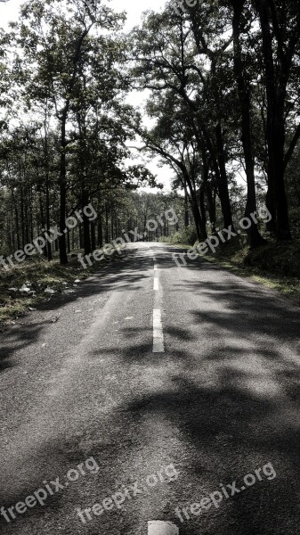 Road Trees Forest Unknown Dark