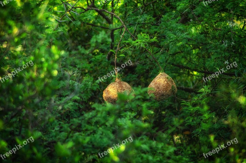 Trees Green Weaver Nest Wildlife