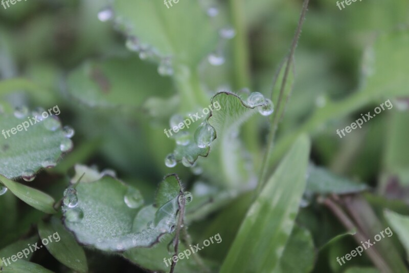 Waterdrops Water Leaves Plant Rain