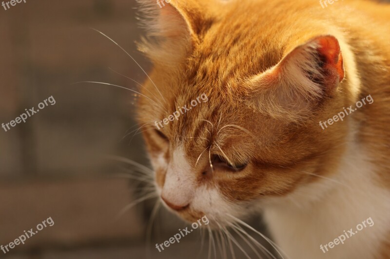 Cat Close Up Red Head Portrait Whiskers