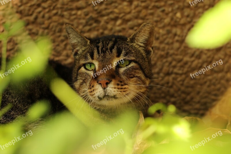 Cat Close Up Green Eyes Portrait Head