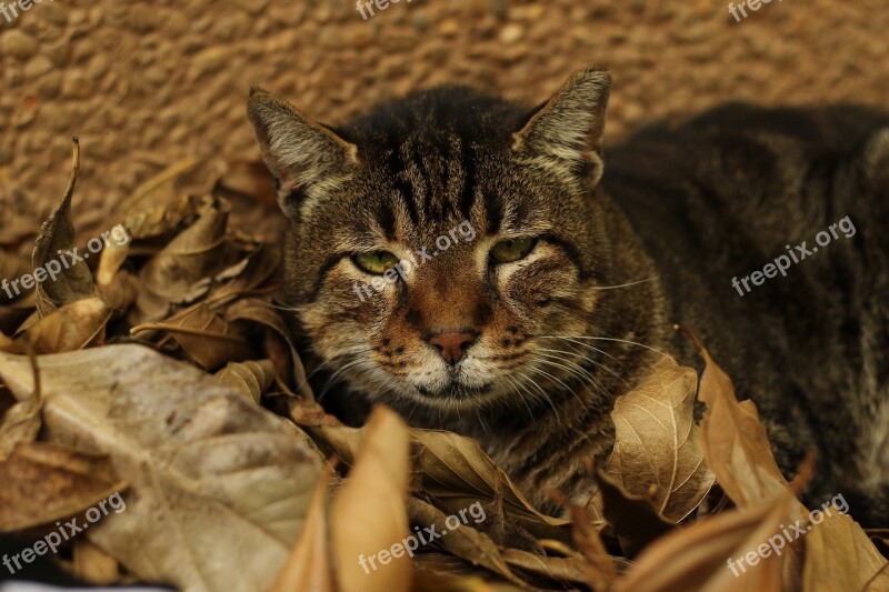 Cat Close Up Green Eyes Free Photos