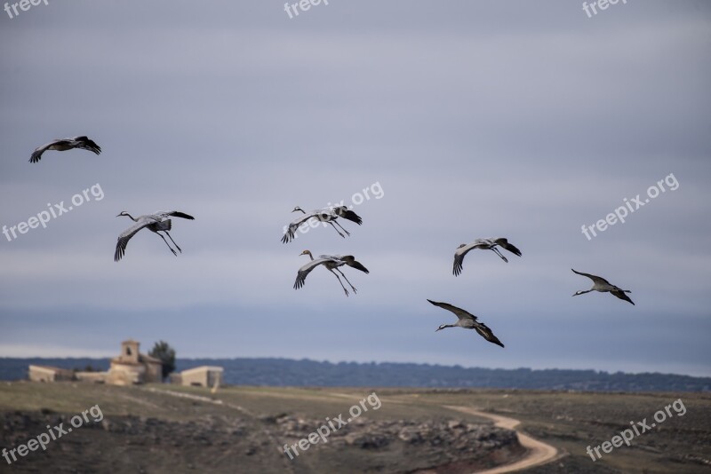 Migration Cranes Spain Birds Free Photos