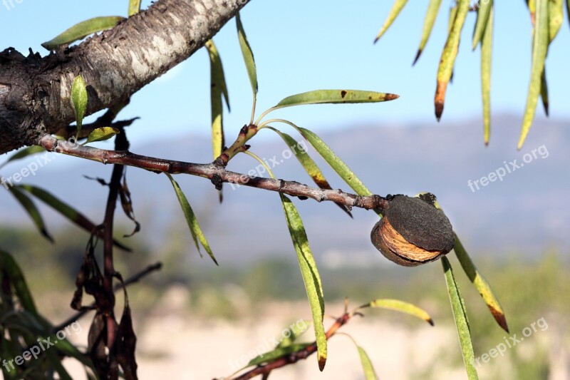 Almond Tree Tree Branches Leaves Nature