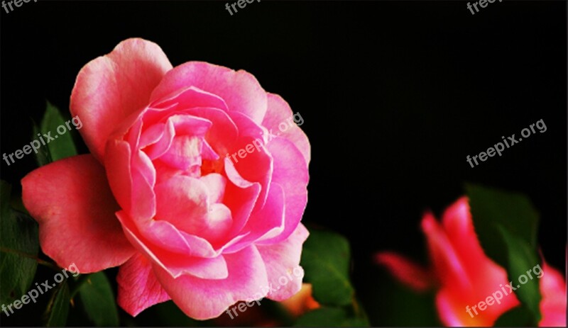 Rose Flower Pink Red Nature