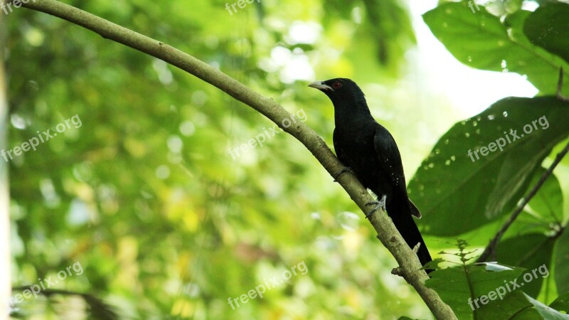 Bird Avian Asian Koel Indian