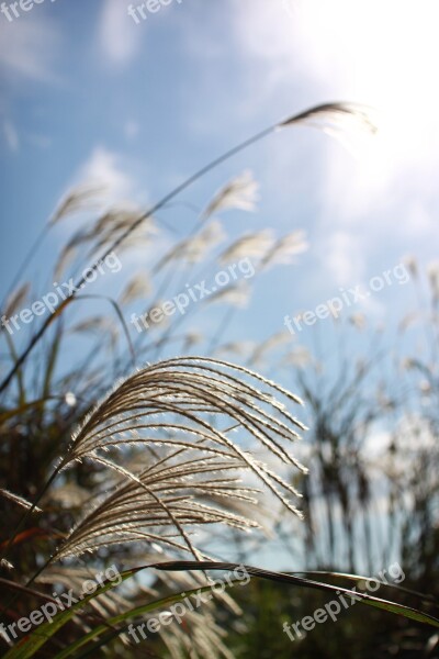 Reed Autumn Nature Silver Grass Reeds