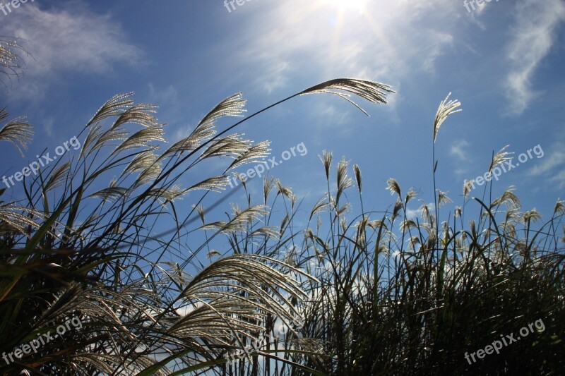 Reed Autumn Nature Silver Grass Reeds