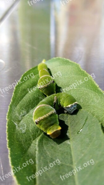 Butterfly Caterpillars Caterpillar Green Caterpillar Butterfly Larvae