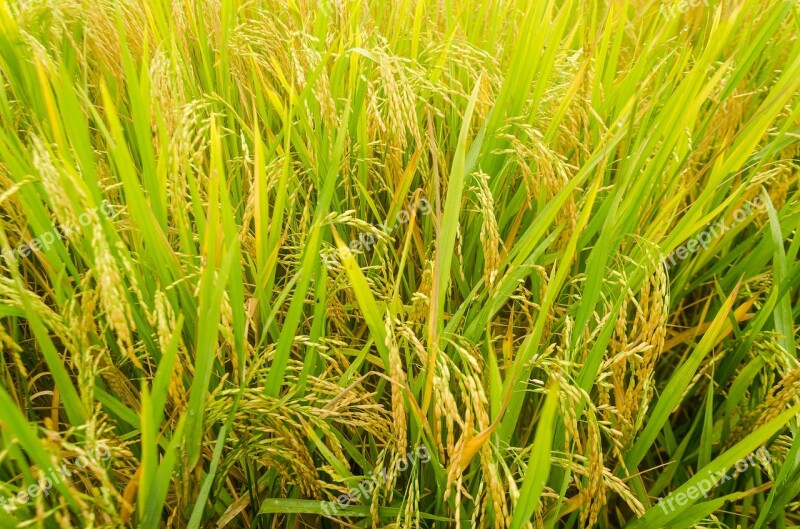 Rice Cooked Rice Flowering Food Green