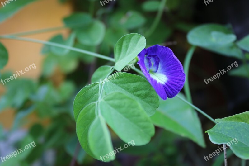 Flower United Parking Ultramarine Clitoria Ternatea Beans Isla Margarita