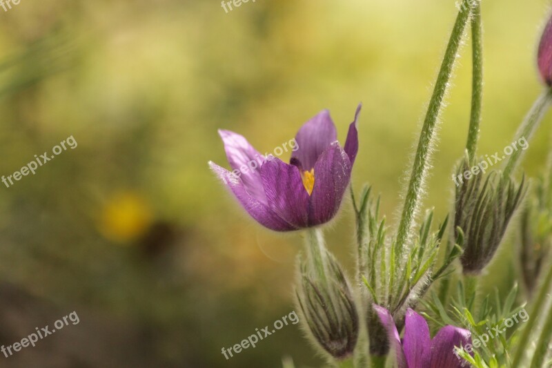 Flower Snowdrop Phlomis Pulsatilla Flowers