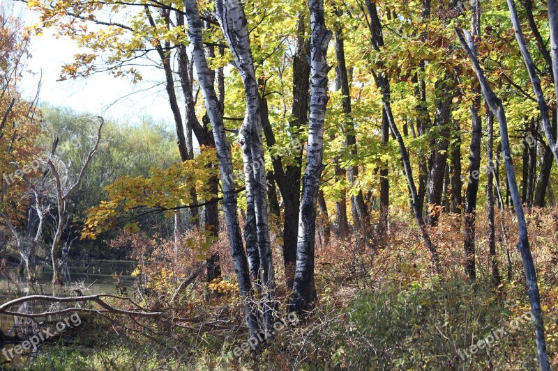 Forest Autumn Season Landscape Nature