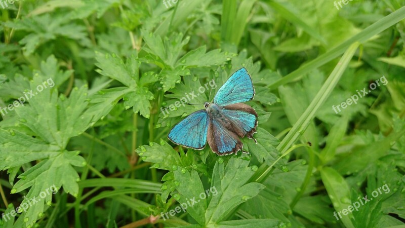 Butterfly Blue Butterfly Nature Greens Grass