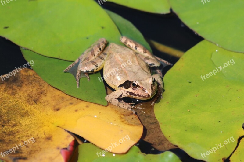 Swamp Frog Rana Arvalis Frog Amphibian Tailless