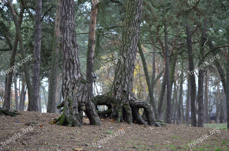 Park Forest Pine Wood Free Photos