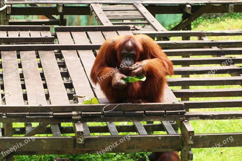 Orangutan Endangered Primate Rainforest Free Photos