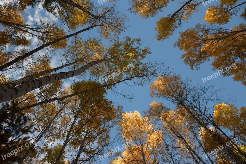 Autumn Sky In The Fall Of Nature Trees