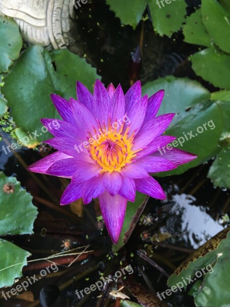 Flower Lotus Water Lily Plants Aquatic